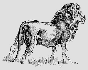 Lion, Boris vallejo